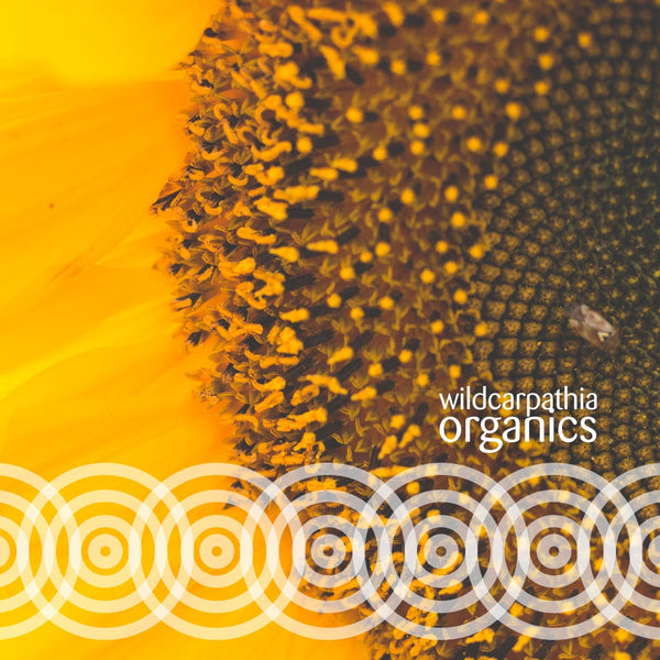 Sunflower Carrier Oil - Wild Carpathia Organics