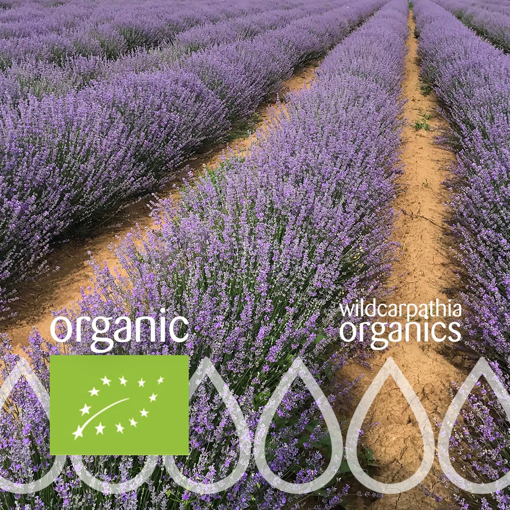 Organic Montanan Lavender Essential Oil - Aromatics International