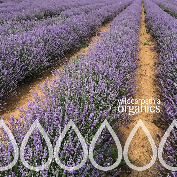 Lavender Essential Oil - Wild Carpathia Organics